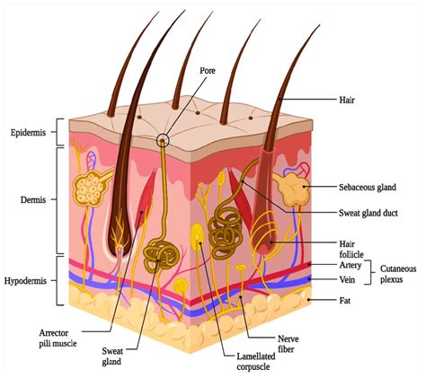 Schematic representation of basic human skin anatomy depicting the... | Download Scientific Diagram