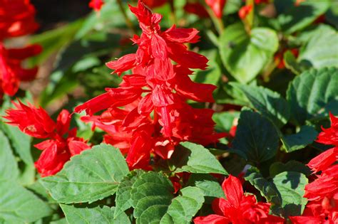 Red Salvia Flowers - How to Grow Scarlet Sage Plants