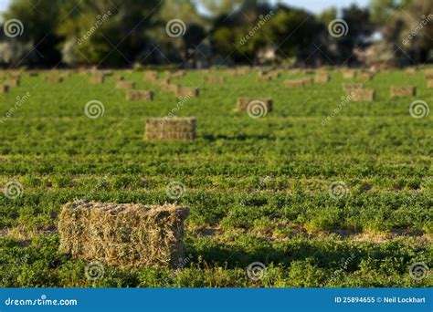 Alfalfa Hay Bales In Field Royalty Free Stock Photo - Image: 25894655