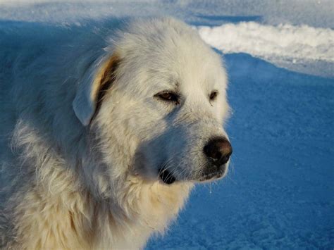 7 Dogs That Look Like Polar Bears | The Dog People by Rover.com