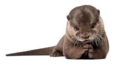 Page 2 | otter 1080P, 2K, 4K, 5K HD wallpapers free download ...