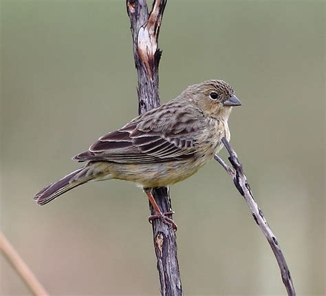 Stripe-tailed yellow finch (female) - Sicalis citron. By Hector Bottai