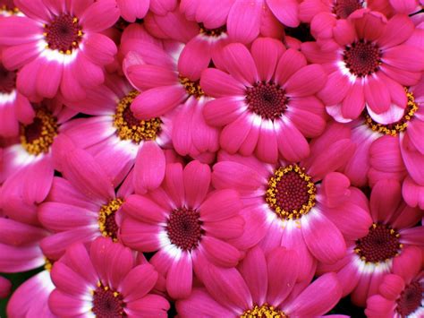 Free photo: Pink Flowers - Bloom, Flower, Pink - Free Download - Jooinn