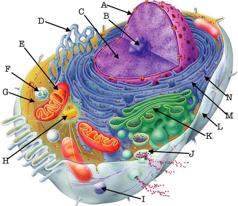 Cell structure - Animal cell Diagram | Quizlet