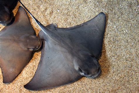 bat ray wikimedia