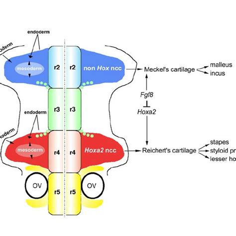 Neural crest cell induction and differentiation. Neural crest cells ...