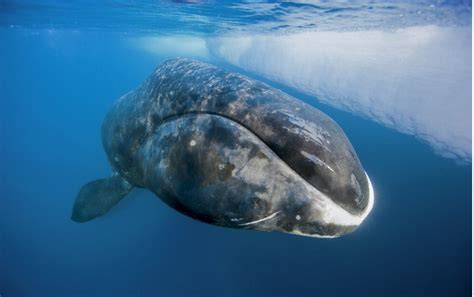 Bowhead Whale | The Canadian Encyclopedia