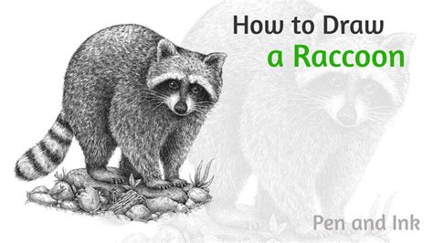 How to Draw a Raccoon with Ink Liners