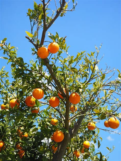 Free photo: Oranges, Fruits, Orange Tree - Free Image on Pixabay - 1117626