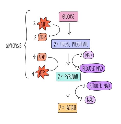 Anaerobic Respiration Diagram