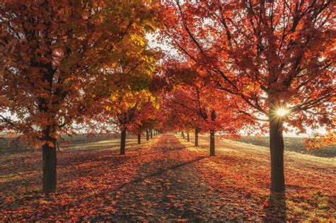 Autumn Trees Wallpaper Widescreen