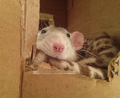 15 Inexpensive Ways to Make Your Rats' Cage Fun & Comfy - About Pet Rats