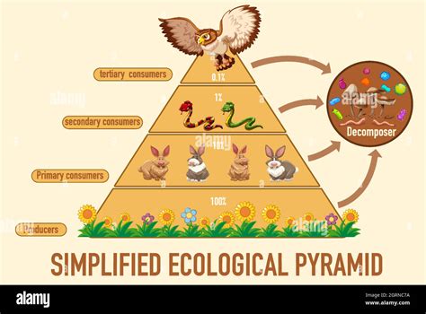 Science simplified ecological pyramid Stock Vector Image & Art - Alamy