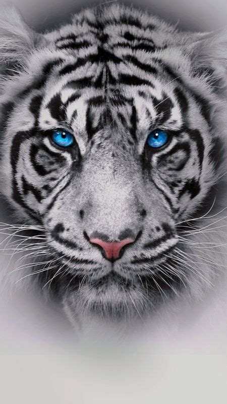 Tiger Albino - Apps on Galaxy Store in 2022 | Tiger, Big cats, Albino | Tiger pictures, Tiger ...