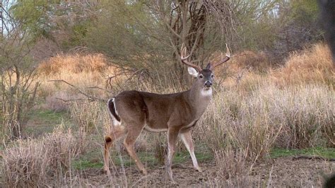 Cacerías de Venado con Arco y Rifle en Grandes Trofeos del 28 de Enero ...