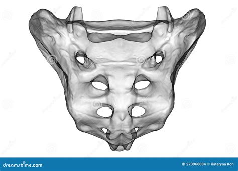 Sacrum Bone