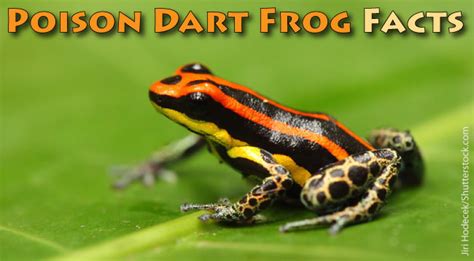 Poison Dart Frog Facts For Kids - Active Wild