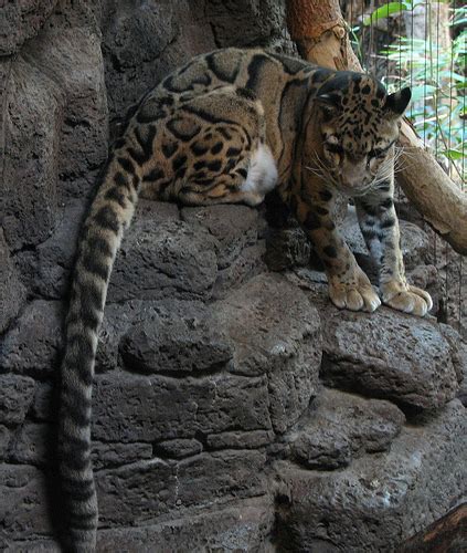 Clouded Leopard Information, Facts, Habitat, Adaptations, Baby, Pictures