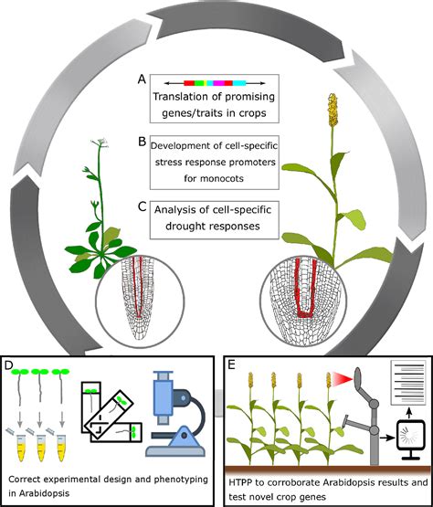 Frontiers | Drought Resistance by Engineering Plant Tissue-Specific ...