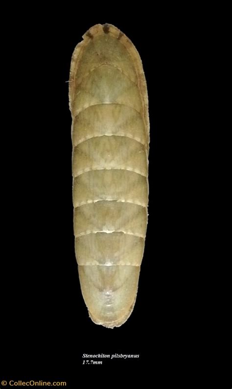 Stenochiton pilsbryanus 17.7mm - Shells & Fossils - Polyplacophora