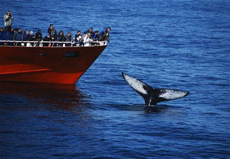 Reykjavík Classic Whale Watching | Elding Adventure at Sea