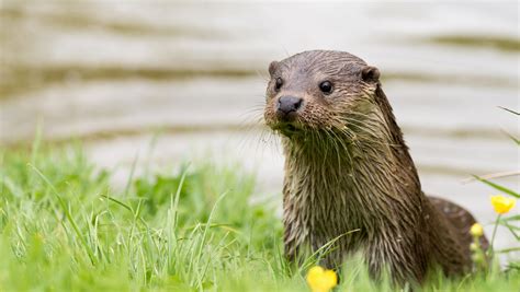 Wild Wetlands: Mammals | Tame Valley Wetlands