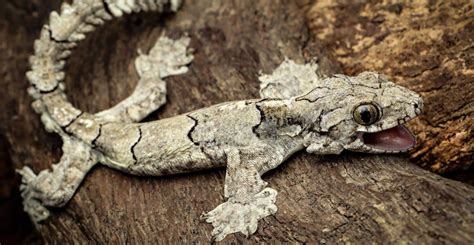 New flying gecko species reveals hidden biodiversity of northern India