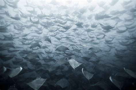 Manta Rays herd : r/pics