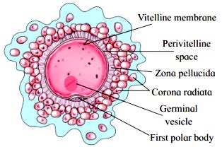 Write short note on : Structure of secondary oocyte. - Sarthaks ...