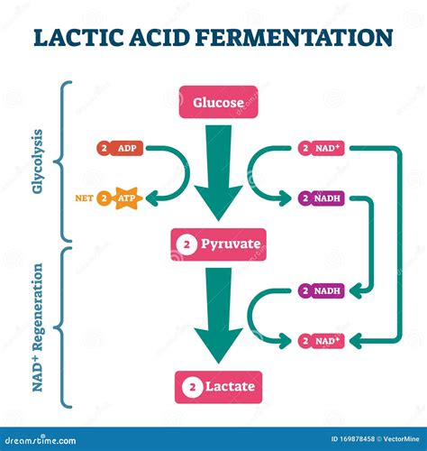 Lactic Acid Fermentation Diagram