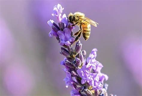 HONEY BEES & POLLINATION - Pahrump Honey Company