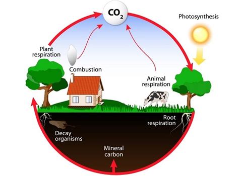 Energy Flow in Ecosystem