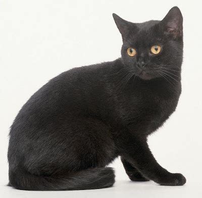 Kitty Cat Meow: British Black Shorthair - Shorthaired Cats