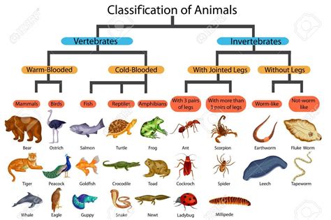 Flow Chart Of Plant And Animal Kingdom - Flowchart Examples