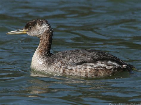 Red-necked Grebe - Love Your Planet