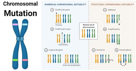 Chromosomal Mutation: Causes, Mechanism, Types, Examples