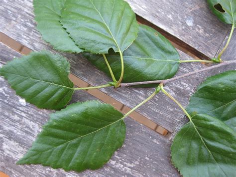 Trees of Santa Cruz County: Betula papyrifera - Paperbark Birch