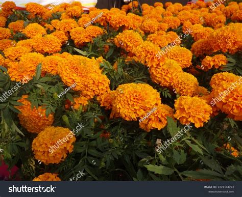 Full Mexican Marigold Flower Stock Photo 2221144293 | Shutterstock