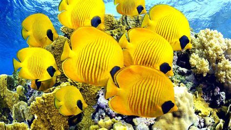 Image result for tropical fish | Underwater animals, Colorful fish, Fish wallpaper