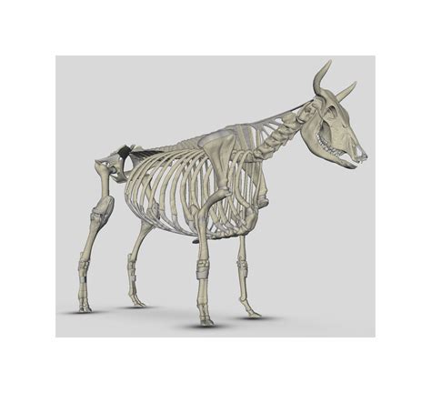 The Skeletal Anatomy of Front Legs and Shoulders in Show Cattle ...