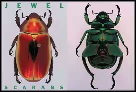 The Jewel Scarab Beetle: A beauty To Behold | Scarab, Beetle, Scarab beetle