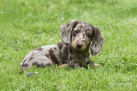 Short-haired Dachshund Puppy Photograph by John Daniels - Fine Art America