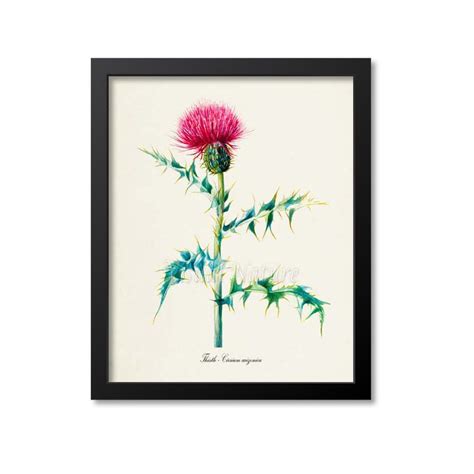 Thistle Flower Art Print, Botanical Art Print, Flower Wall Art, Thistle Flower Print, Thistle ...