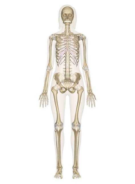 Interactive Guide to the Skeletal System | Innerbody