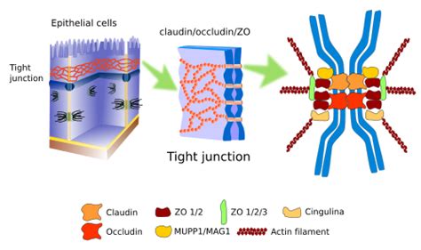 Desmosomes Tight Junctions And Gap Junctions