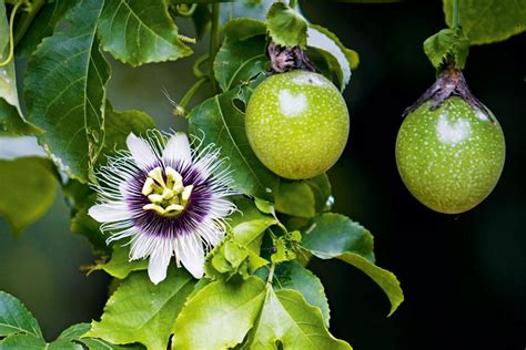 Tips For Growing Passionfruit | Passion fruit plant, Passion fruit, Passion flower