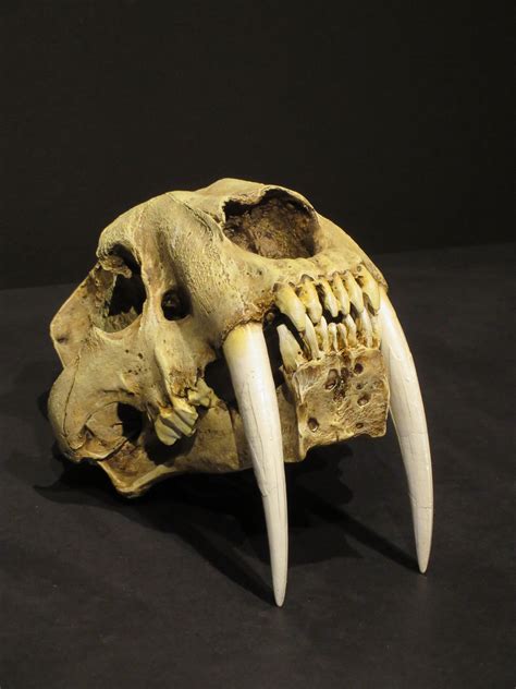 Saber Tooth Tiger Skull Front