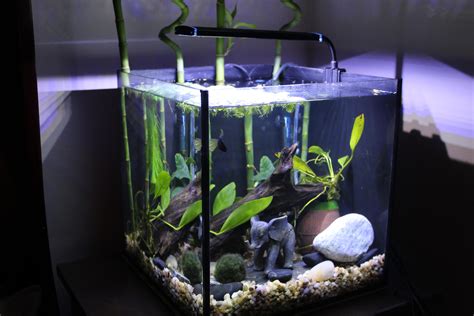 5368 best Betta Tank images on Pholder | Bettafish, Aquariums and Planted Tank