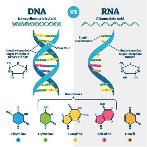 DNA vs. RNA | Biology Dictionary