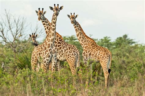 Best Places to See Giraffe in Africa | Giraffe Safari | Go2Africa